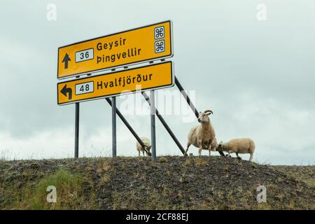Grande cartellone giallo con cartello stradale e pecora bianca Vicino guardando la macchina fotografica in Islanda Foto Stock