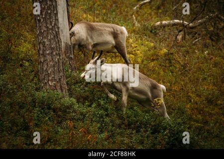 Giovani renne selvatiche che pascolano e corrono sull'erba nella foresta In Finlandia Foto Stock