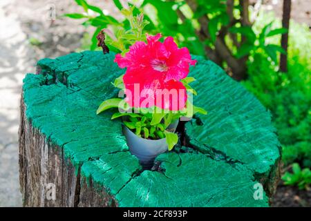 fiori di petunia rosa che crescono da un moncone dipinto in verde dipingere in giardino Foto Stock