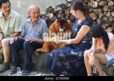 (200904) -- HANZHONG, 4 settembre 2020 (Xinhua) -- UNA scimmia dorata interagisce con gli abitanti di un villaggio nel villaggio di Maoping nella contea di Yangxian, nella provincia di Shaanxi della Cina nord-occidentale, 2 agosto 2020. Il 23 maggio 1981, gli ultimi sette stambecchi crestati selvaggi sono stati trovati nella contea di Yangxian. Al fine di proteggere Ibis crestato, il governo locale incoraggia gli agricoltori a non utilizzare fertilizzanti e pesticidi chimici nei terreni agricoli degli habitat crestati Ibis. Yangxian aveva scelto l'industria biologica come un modo per risolvere la contraddizione tra la protezione dell'ambiente ecologico e l'ibis e l'economia in via di sviluppo. Takin Foto Stock