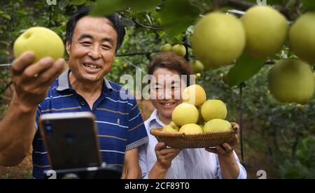 (200904) -- HANZHONG, 4 settembre 2020 (Xinhua) -- i abitanti presentano pere raccolte in corrente viva nel villaggio di Caoba nella contea di Yangxian, nella provincia di Shaanxi della Cina nord-occidentale, 3 agosto 2020. Il 23 maggio 1981, gli ultimi sette stambecchi crestati selvaggi sono stati trovati nella contea di Yangxian. Al fine di proteggere Ibis crestato, il governo locale incoraggia gli agricoltori a non utilizzare fertilizzanti e pesticidi chimici nei terreni agricoli degli habitat crestati Ibis. Yangxian aveva scelto l'industria biologica come un modo per risolvere la contraddizione tra la protezione dell'ambiente ecologico e l'ibis e l'economia in via di sviluppo. Foto Stock