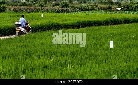 (200904) -- HANZHONG, 4 settembre 2020 (Xinhua) -- UN ibis scricchiolante vola da un villager nel villaggio di Zhoujiakan nella contea di Yangxian, nella provincia di Shaanxi della Cina nord-occidentale, 31 luglio 2020. Il 23 maggio 1981, gli ultimi sette stambecchi crestati selvaggi sono stati trovati nella contea di Yangxian. Al fine di proteggere Ibis crestato, il governo locale incoraggia gli agricoltori a non utilizzare fertilizzanti e pesticidi chimici nei terreni agricoli degli habitat crestati Ibis. Yangxian aveva scelto l'industria biologica come un modo per risolvere la contraddizione tra la protezione dell'ambiente ecologico e l'ibis e l'economia in via di sviluppo. Presa Foto Stock