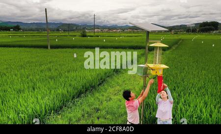 (200904) -- HANZHONG, 4 settembre 2020 (Xinhua) -- un tecnico agricolo controlla le trappole di luce per gli insetti nel campo di risaie del villaggio di Zhoujiakan nella contea di Yangxian, la provincia di Shaanxi della Cina nord-occidentale, 15 luglio 2020. Il 23 maggio 1981, gli ultimi sette stambecchi crestati selvaggi sono stati trovati nella contea di Yangxian. Al fine di proteggere Ibis crestato, il governo locale incoraggia gli agricoltori a non utilizzare fertilizzanti e pesticidi chimici nei terreni agricoli degli habitat crestati Ibis. Yangxian aveva scelto l'industria biologica come un modo per risolvere la contraddizione tra la protezione dell'ambiente ecologico AN Foto Stock