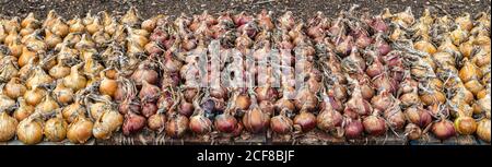 Cipolle che crescono e si alzano ad asciugare dopo la raccolta in un giardino di cucina, Hampshire, Inghilterra meridionale in fine estate / inizio autunno Foto Stock