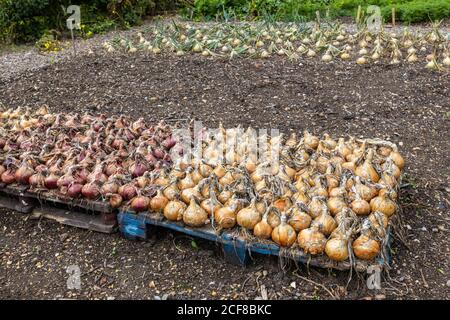 Cipolle che crescono e si alzano ad asciugare dopo la raccolta in un giardino di cucina, Hampshire, Inghilterra meridionale in fine estate / inizio autunno Foto Stock