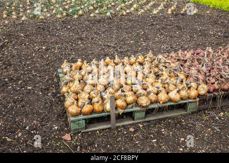 Cipolle che crescono e si alzano ad asciugare dopo la raccolta in un giardino di cucina, Hampshire, Inghilterra meridionale in fine estate / inizio autunno Foto Stock