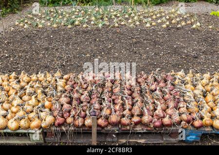 Cipolle che crescono e si alzano ad asciugare dopo la raccolta in un giardino di cucina, Hampshire, Inghilterra meridionale in fine estate / inizio autunno Foto Stock