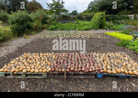 Cipolle che crescono e si alzano ad asciugare dopo la raccolta in un giardino di cucina, Hampshire, Inghilterra meridionale in fine estate / inizio autunno Foto Stock