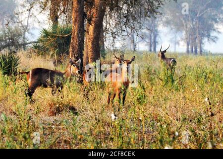 Anatrigi ellittici nel Parco Nazionale di Gorongosa in Mozambico Foto Stock