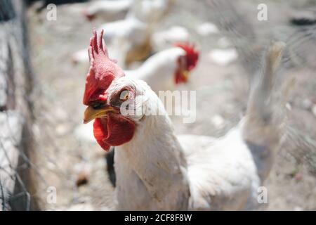 Pochi galli con piumaggio bianco e creste rosse che camminano sopra terreno in fattoria paddock Foto Stock