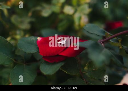 Prezioso anello di fidanzamento con gemma sui petali di rosa rossa e foglie verdi sul ramo di cespuglio in giardino Foto Stock