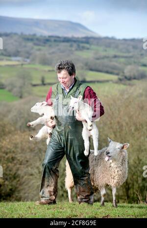 Un allevatore di pecore Herefordshire che raccoglie agnelli vicino Michaelchurch Escley con Lo sfondo delle Black Mountains gallesi Foto Stock