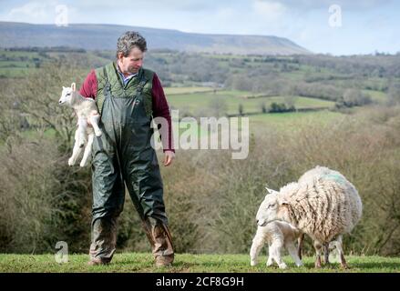 Un allevatore di pecore Herefordshire che raccoglie agnelli vicino Michaelchurch Escley con Lo sfondo delle Black Mountains gallesi Foto Stock