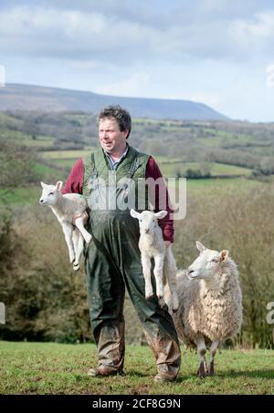 Un allevatore di pecore Herefordshire che raccoglie agnelli vicino Michaelchurch Escley con Lo sfondo delle Black Mountains gallesi Foto Stock