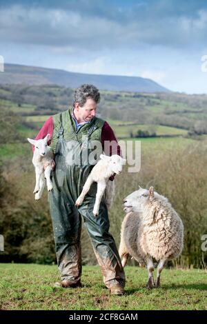 Un allevatore di pecore Herefordshire che raccoglie agnelli vicino Michaelchurch Escley con Lo sfondo delle Black Mountains gallesi Foto Stock