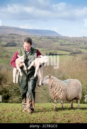 Un allevatore di pecore Herefordshire che raccoglie agnelli vicino Michaelchurch Escley con Lo sfondo delle Black Mountains gallesi Foto Stock