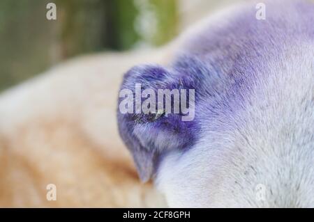 Vista ravvicinata dell'orecchio di un cane con morso a mosca. Tema veterinario Foto Stock