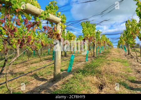 Uve rosse che maturano su trellisi sotto rete di uccelli. Fotografato a Waiheke Island, Nuova Zelanda Foto Stock