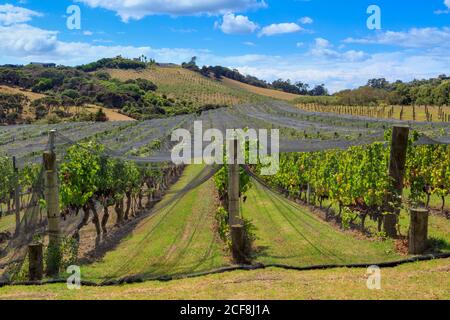 Un vigneto sull'Isola di Waiheke, Nuova Zelanda. Le uve rosse maturano sotto il sole Foto Stock