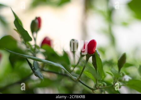 Molti peperoncini rossi piccoli che vengono coltivati in un giardino domestico. Verdure da usare in alimenti piccanti e caldi come condimento, ancora minuscoli e in crescita Foto Stock