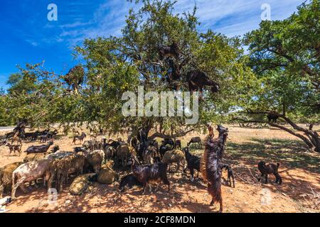 Si sentiva parlare di capre salite su un albero di argan in un modo per Essaouira, Marocco, Africa del Nord. Foto Stock