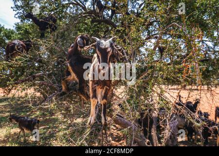 Si sentiva parlare di capre salite su un albero di argan in un modo per Essaouira, Marocco, Africa del Nord. Foto Stock