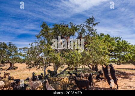 Si sentiva parlare di capre salite su un albero di argan in un modo per Essaouira, Marocco, Africa del Nord. Foto Stock