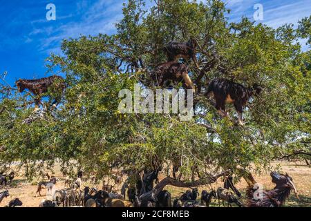 Si sentiva parlare di capre salite su un albero di argan in un modo per Essaouira, Marocco, Africa del Nord. Foto Stock