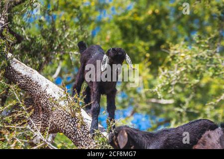 Si sentiva parlare di capre salite su un albero di argan in un modo per Essaouira, Marocco, Africa del Nord. Foto Stock