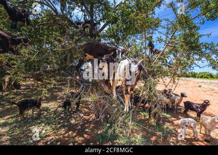 Si sentiva parlare di capre salite su un albero di argan in un modo per Essaouira, Marocco, Africa del Nord. Foto Stock
