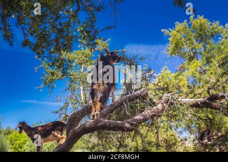 Si sentiva parlare di capre salite su un albero di argan in un modo per Essaouira, Marocco, Africa del Nord. Foto Stock