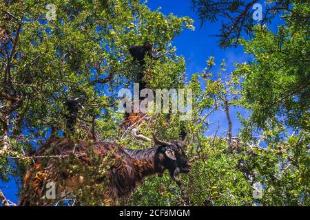 Si sentiva parlare di capre salite su un albero di argan in un modo per Essaouira, Marocco, Africa del Nord. Foto Stock
