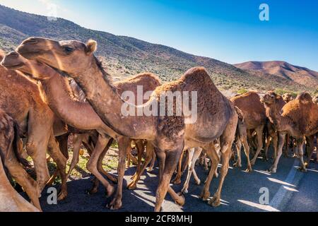 Mandria di cammelli che camminano in strada marocchina. Mandria di un cammello, dromedari sulla strada per il mercato dei cammelli a Guelmim, Marocco. Foto Stock