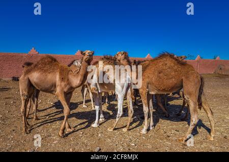 Mandria di cammelli che camminano in strada marocchina. Mandria di un cammello, dromedari sulla strada per il mercato dei cammelli a Guelmim, Marocco. Foto Stock