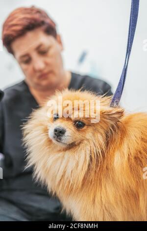 Groomer irriconoscibile spazzolando morbido Spitz Pomeranian sul tavolo in professionista salone Foto Stock