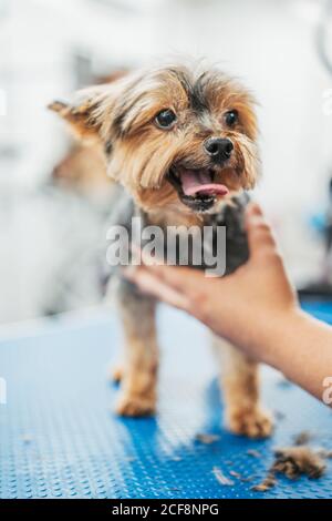 Carino cane terrier che si stacca la lingua mentre si alza sul tavolo in salone professionale di cura Foto Stock