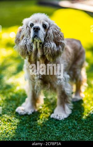 Alto angolo di adorabile curioso Cocker Spaniel cane guardando via in piedi su prato verde in giornata di sole Foto Stock