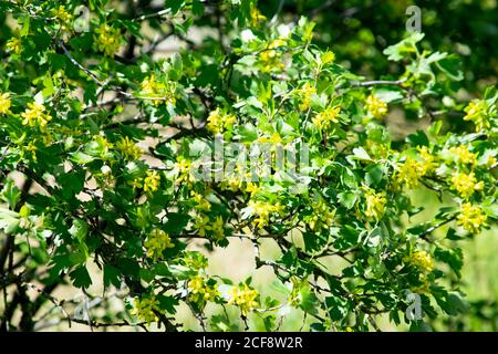 cespugli di ribes nero in fiore in primavera, piccoli fiori gialli sullo sfondo di verde fogliame Foto Stock