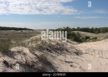 Duna di sabbia nell'area protetta della foresta di Letea, famosa per i suoi cavalli 'selvatici', delta del Danubio, Romania, 2020 Foto Stock