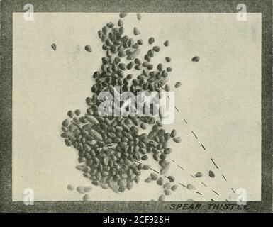 . Journal of the Department of Agriculture, Union of South Africa. Piastra II. Fig. 2 e 3.-il Thistle di Malta nel seme di Clover. Alcuni Adulterants comuni trovati in semi agricoli. 29. FIA. 1 e 8.-il Thistle di Spears nel seme di Clover. Foto Stock