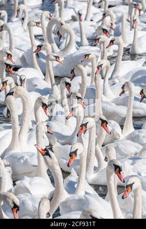 Un enorme gregge di cigni muti si riuniscono sul lago. Colore Cygnus. Foto Stock