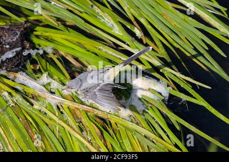 Giovane coda di rondine gialla (Motacilla flava) Camminando sulle foglie verdi sul fiume Ranking a Midhurst Foto Stock