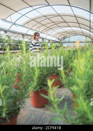 Vista laterale di Donna in occhiali da sole in piedi sul mercato e guardando verdi alberi di conifere in vasi da fiori Foto Stock