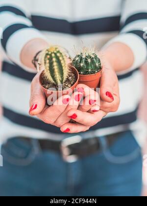 Crop mani curate di Donna che tiene in vaso piante di cactus su sfondo sfocato Foto Stock