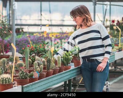 Donna adulta in camicetta a righe e jeans scegliendo in vaso succulenti in serra Foto Stock