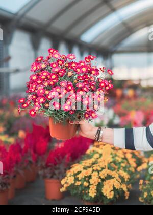 Femmina con mazzo di fiori colorati Foto Stock