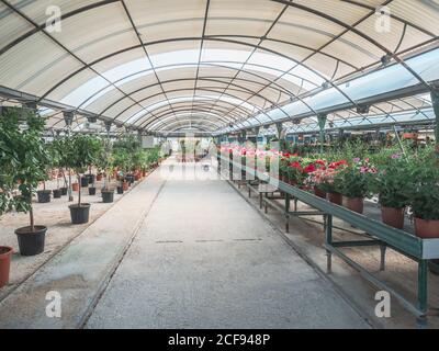 Donna che sceglie piante per giardino sul mercato dei fiori Foto Stock