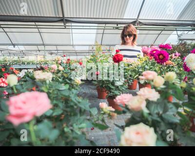 Donna che sceglie piante per giardino sul mercato dei fiori Foto Stock