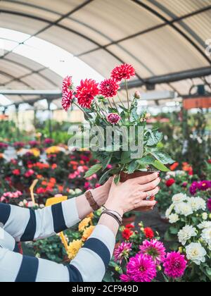 Crop mani di Donna studiando pentola con bellissimi fiori di crisantemo rosso in serra Foto Stock