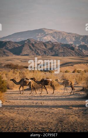 Mandria di cammelli che camminano nella valle secca di Wadi Rum vicino catena montuosa nella giornata nuvolosa grigia in Giordania Foto Stock